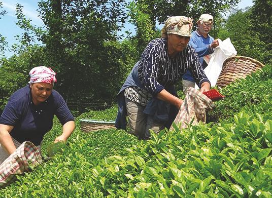 Çay üreticileri